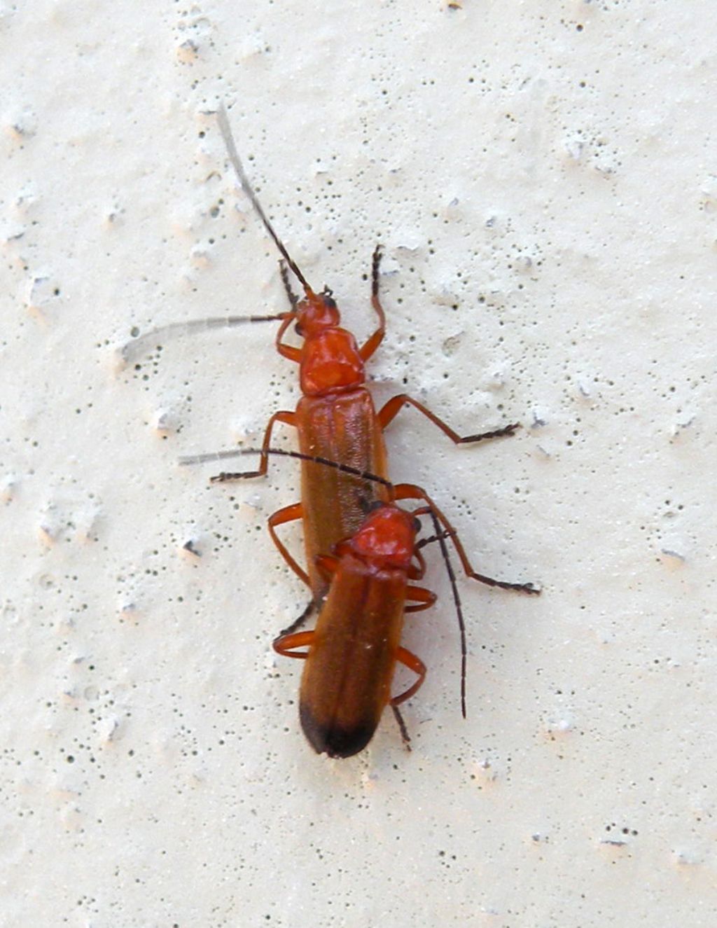 Intimit per due Rhagonycha fulva